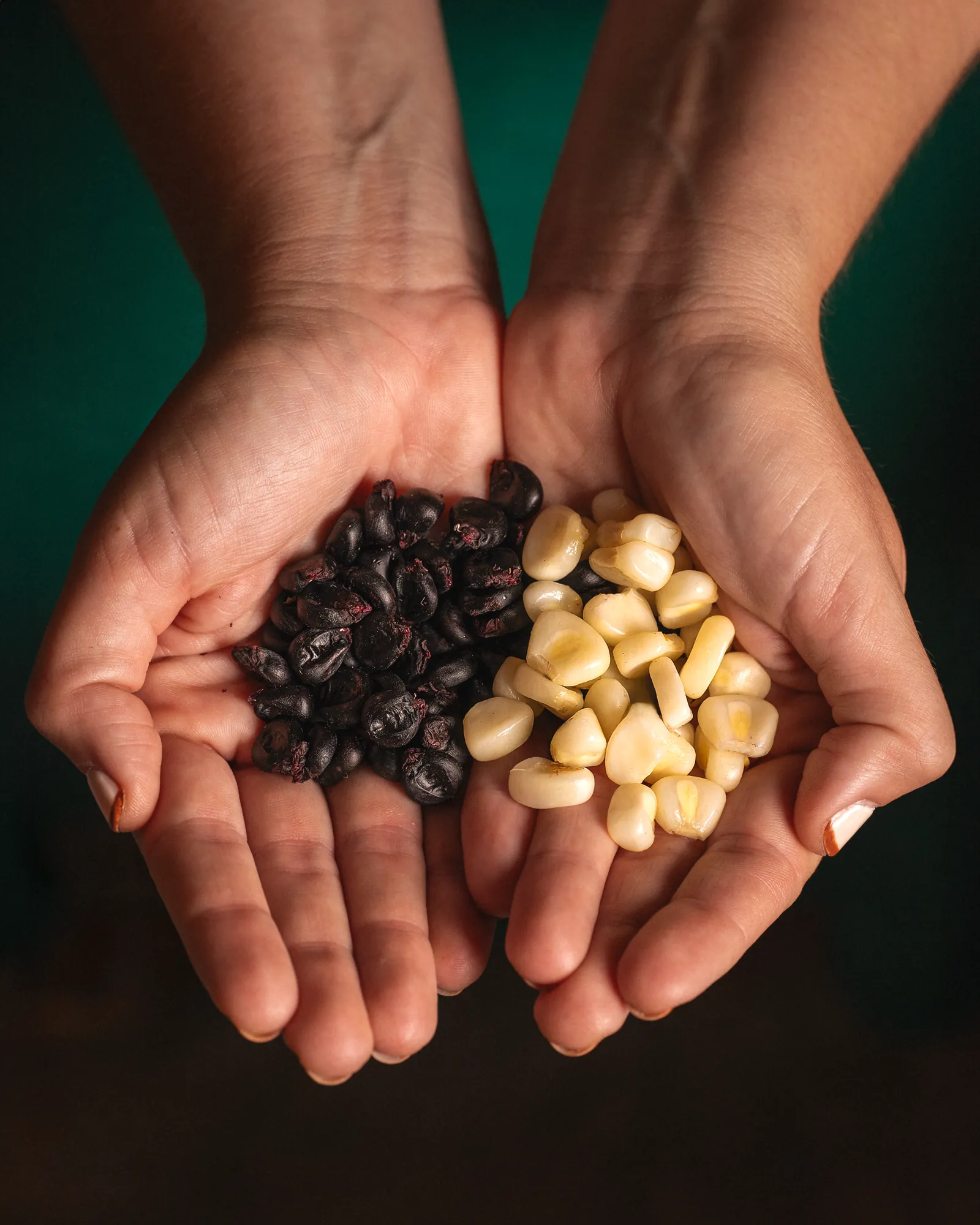 Two open hands holding purple maize in one palm and white choclo in the other
