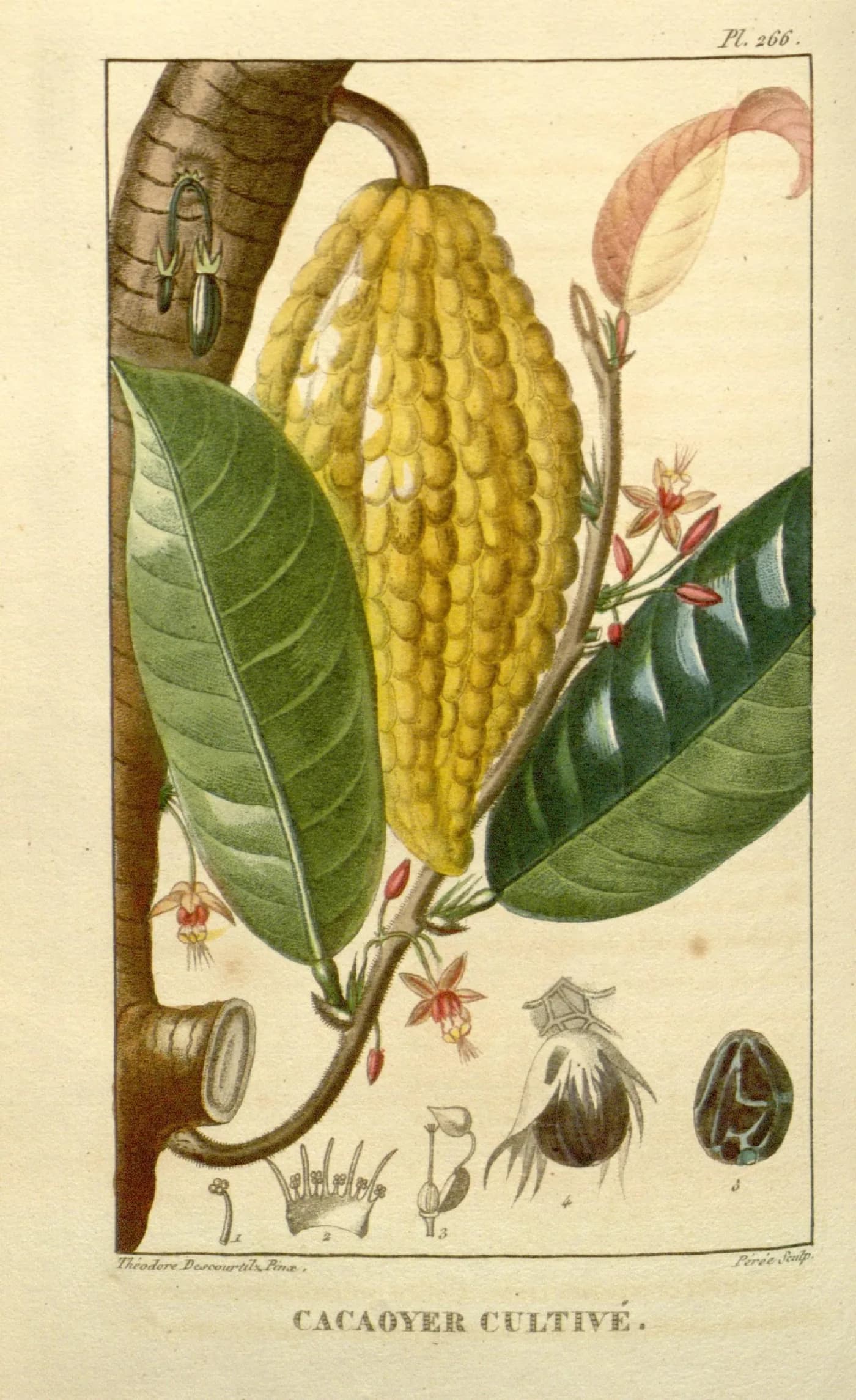 Hand-coloured 1827 botanical plate of the cacao tree, Theobroma cacao, showing pod and flowers