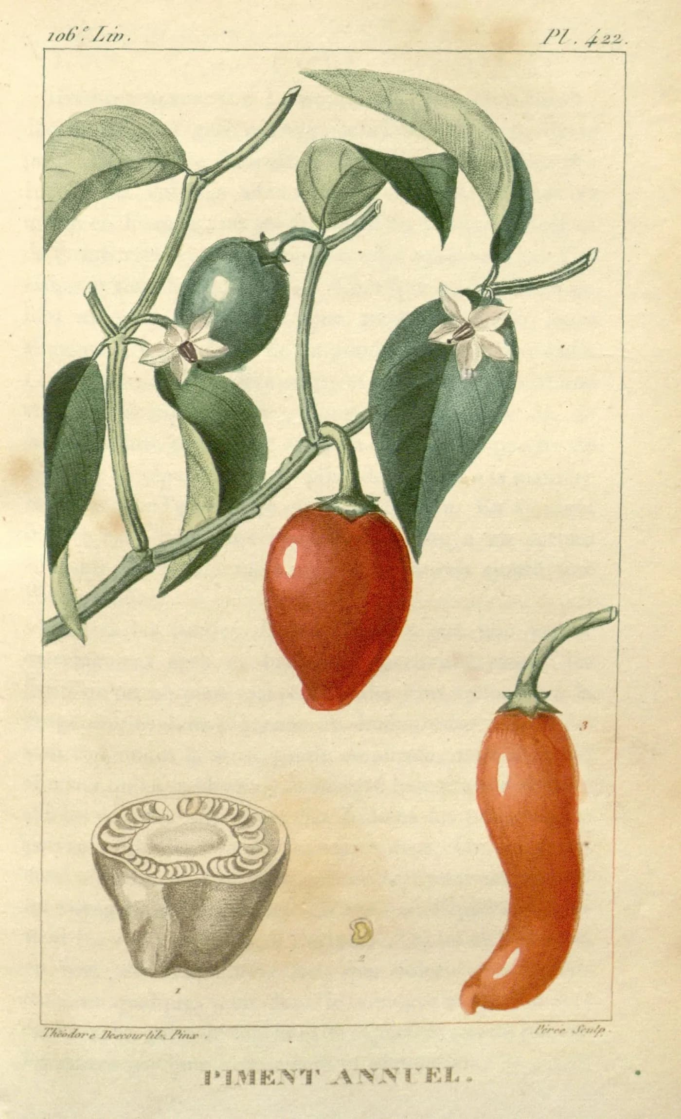 Hand-coloured 1828 botanical plate of the chili plant, Capsicum annuum, with red and green fruit