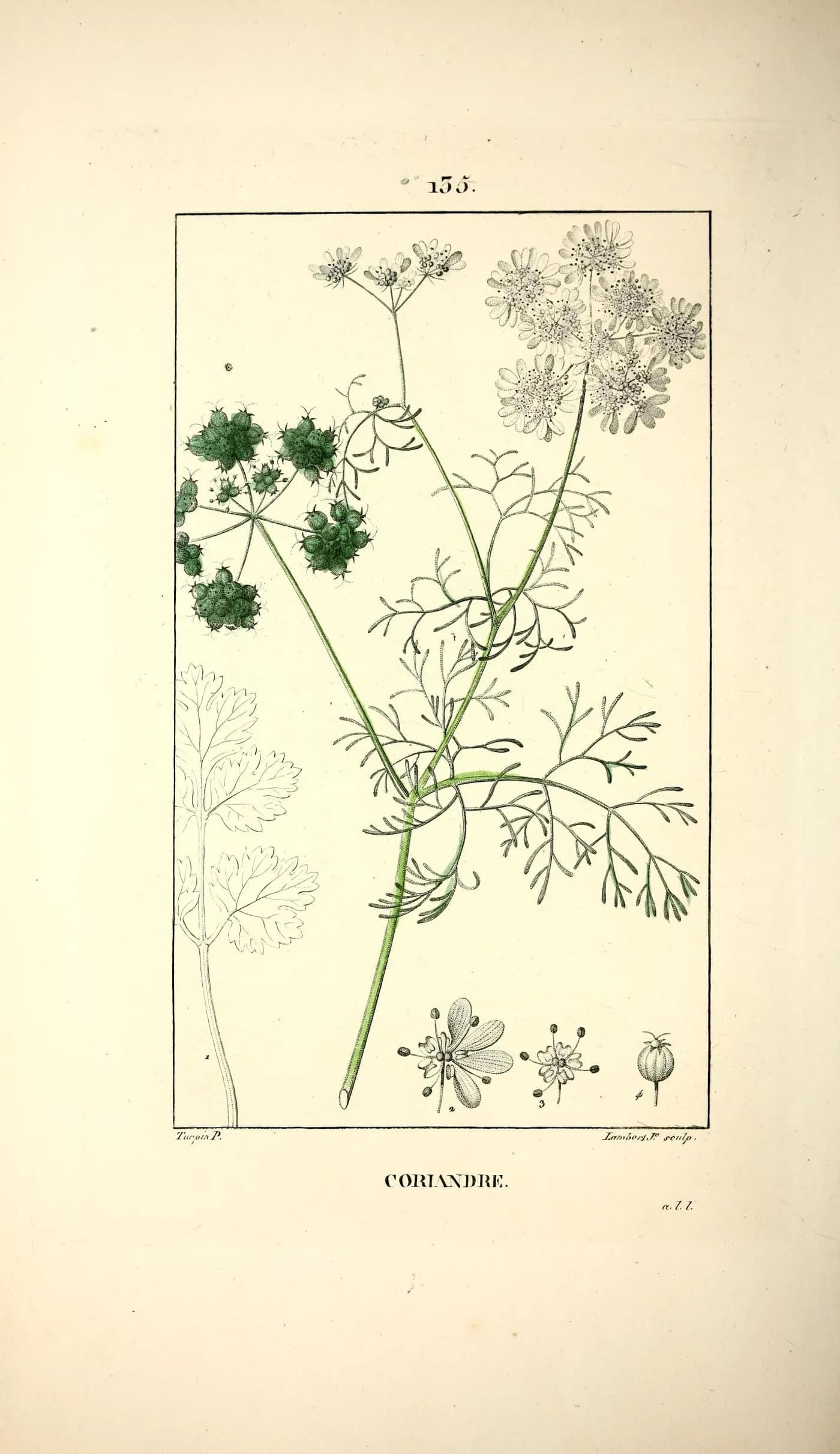Hand-coloured 1833 botanical plate of coriander, Coriandrum sativum, with leaf, flower and seed