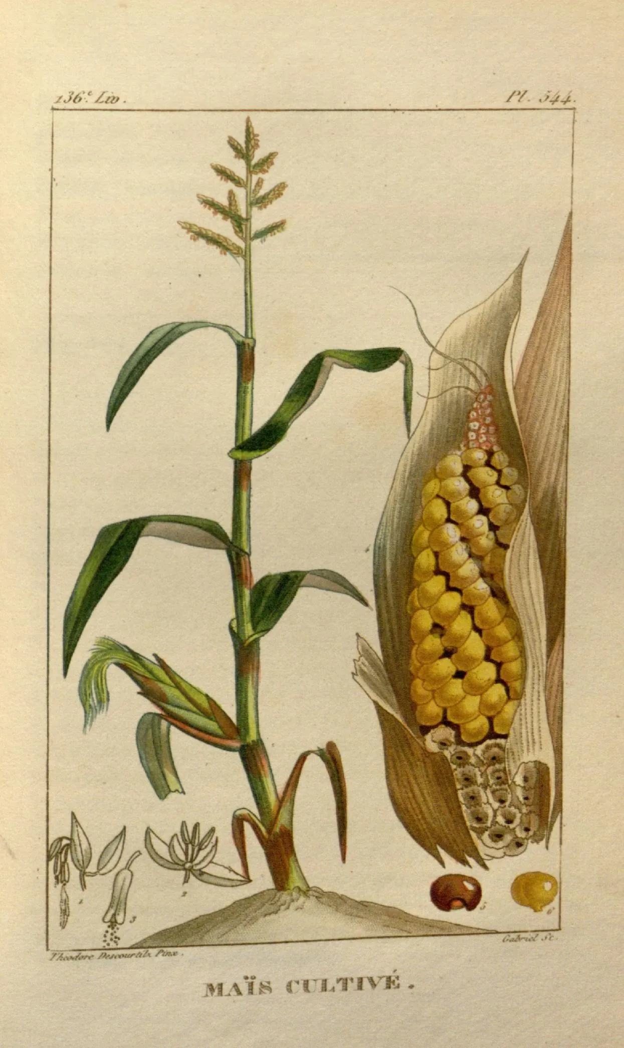 Hand-coloured 1829 botanical plate of maize, Zea mays, showing the stalk and a ripe cob