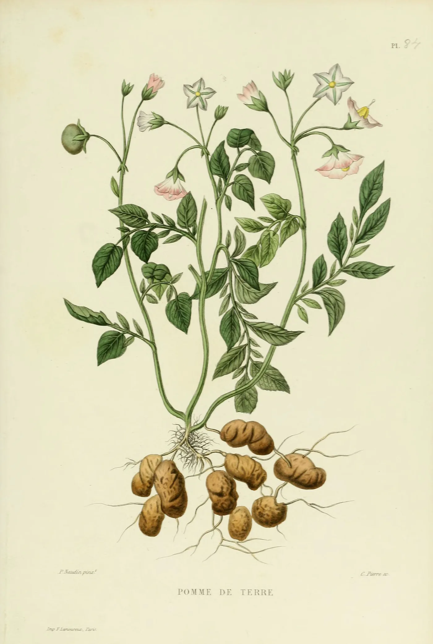 Hand-coloured 1871 botanical plate of the potato plant, Solanum tuberosum, showing flowers and tubers