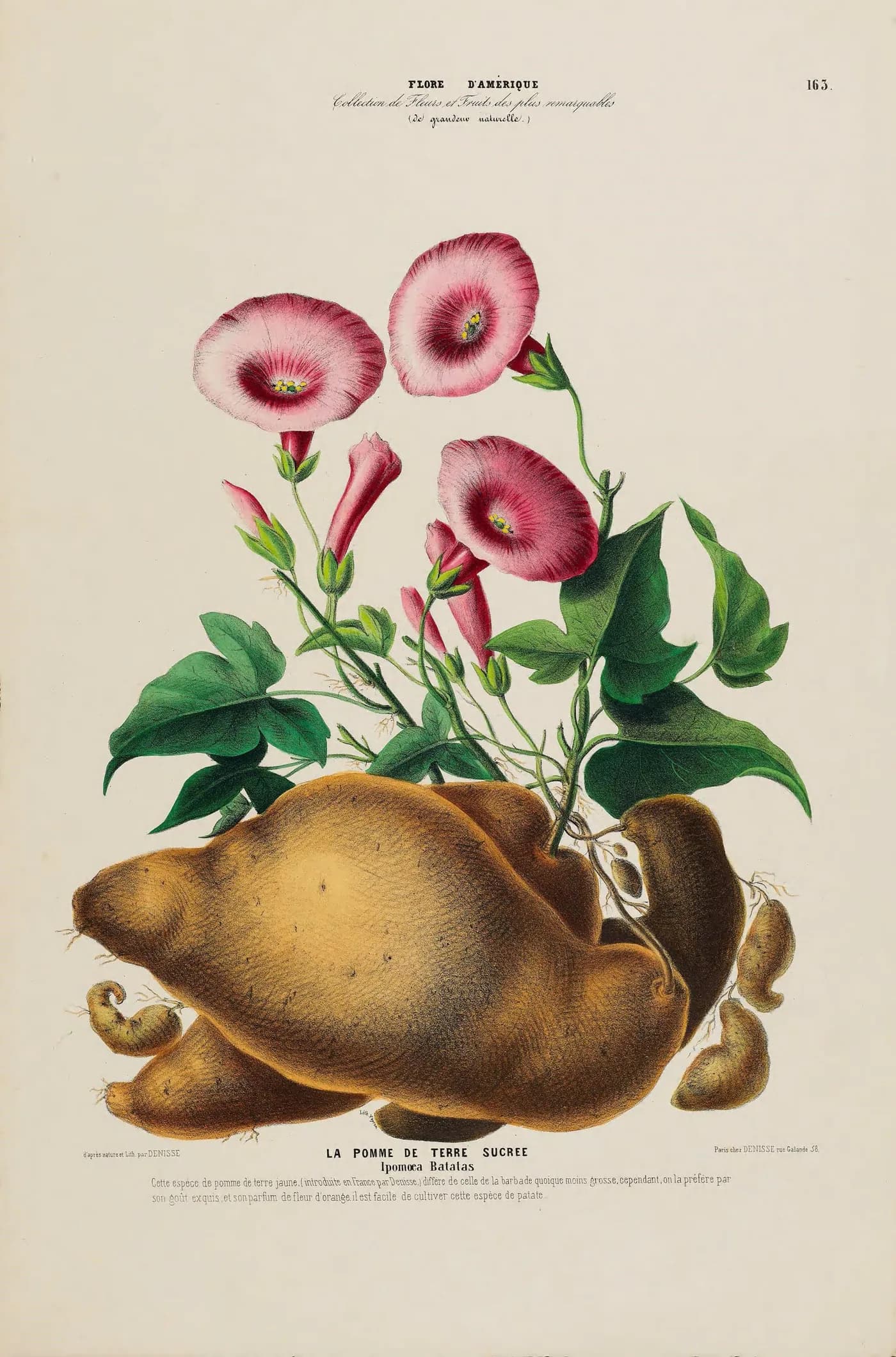 Hand-coloured 1840s botanical plate of the sweet potato, Ipomoea batatas, with pink flowers, heart-shaped leaves and its tubers